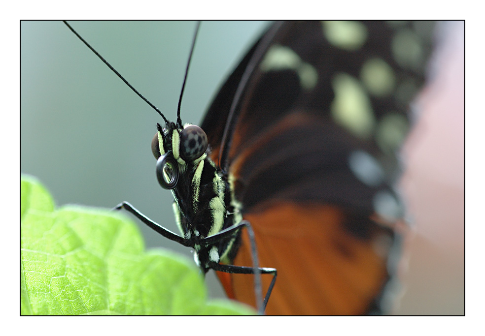 Schmetterling