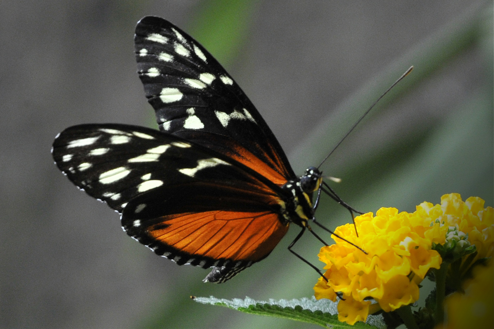 Schmetterling