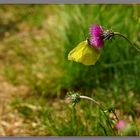 Schmetterling