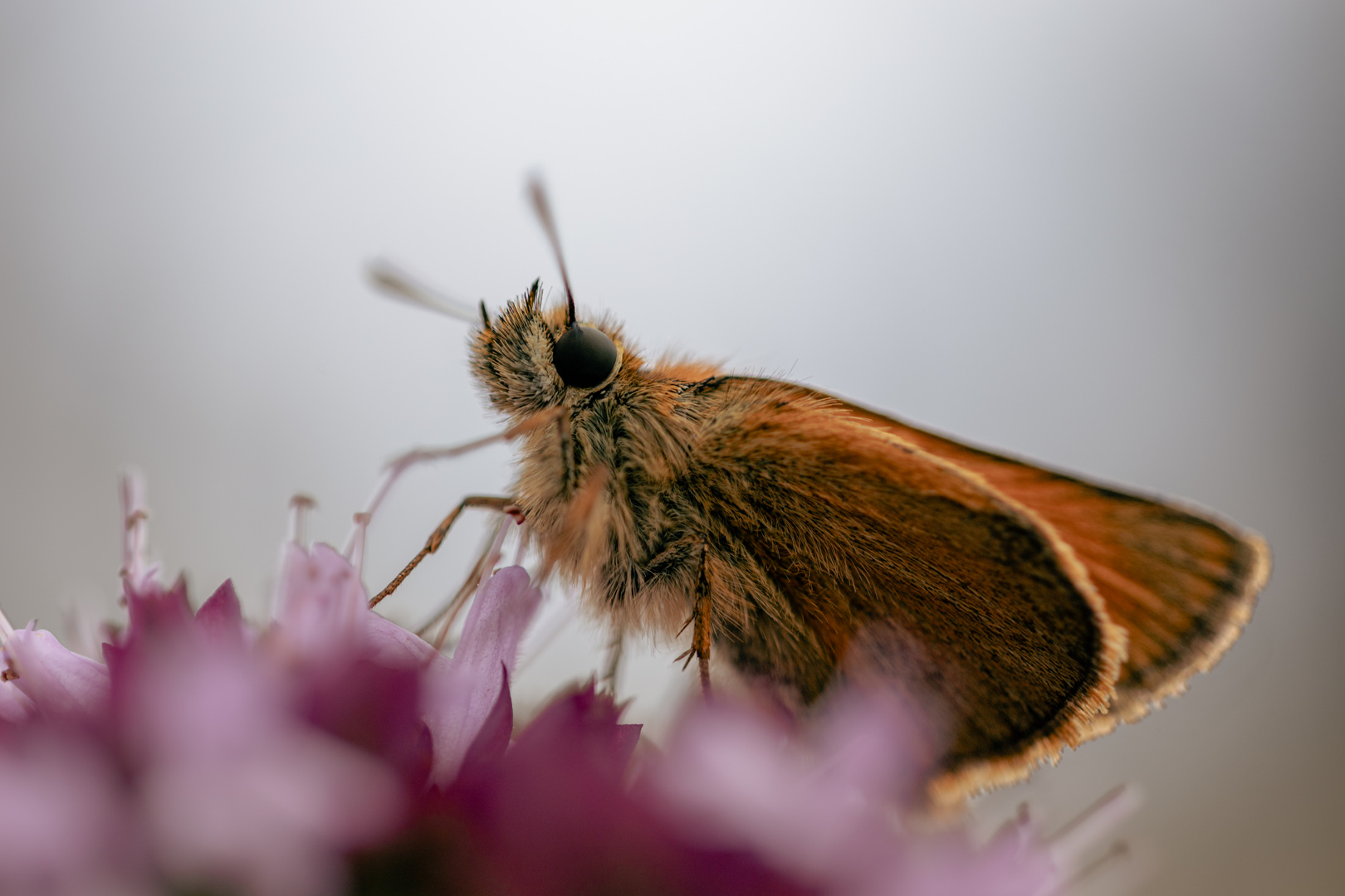 Schmetterling