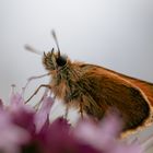 Schmetterling