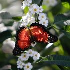 Schmetterling