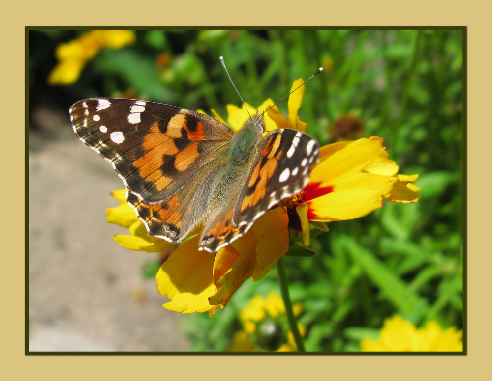 Schmetterling