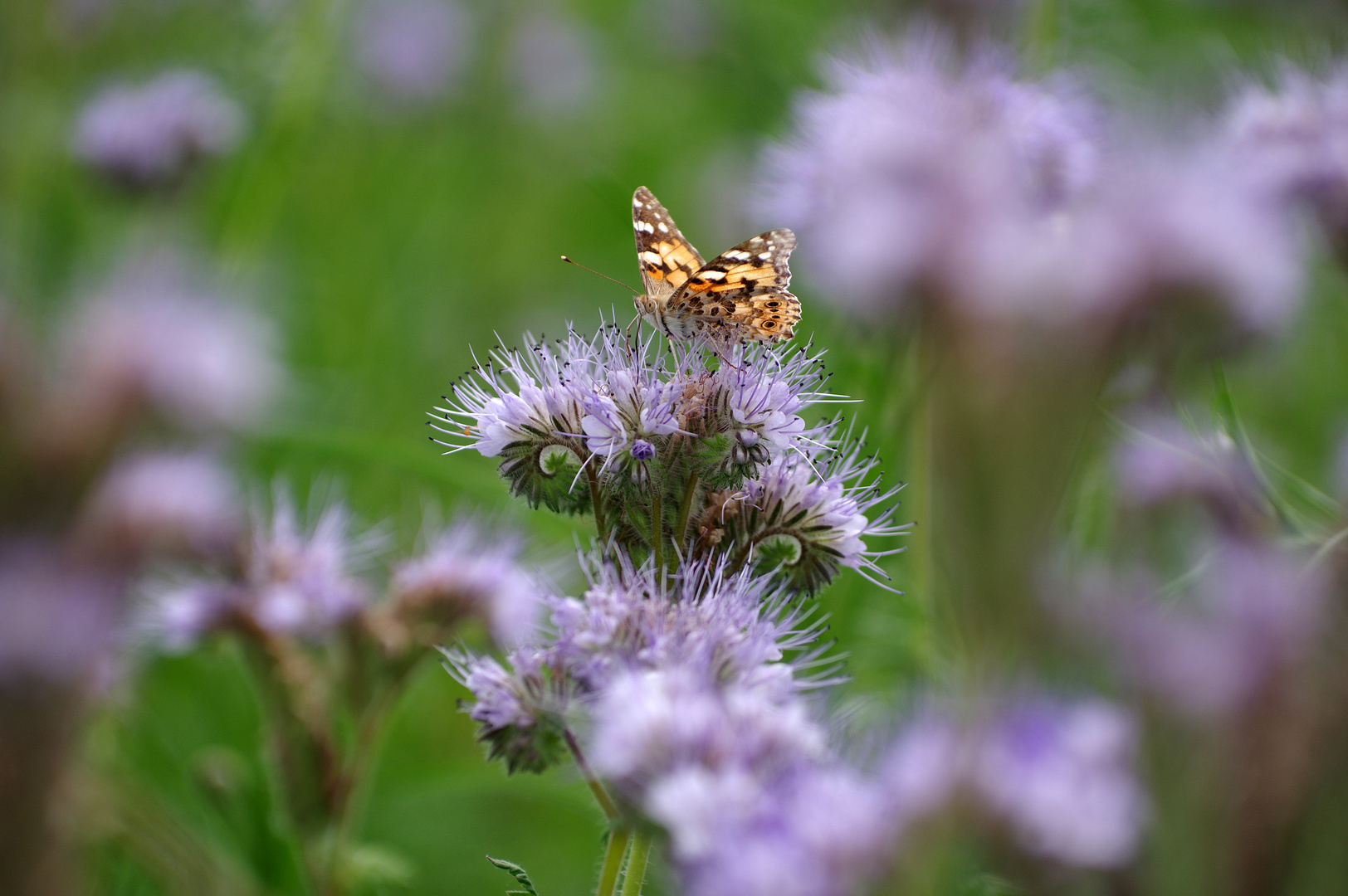 Schmetterling