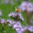 Schmetterling