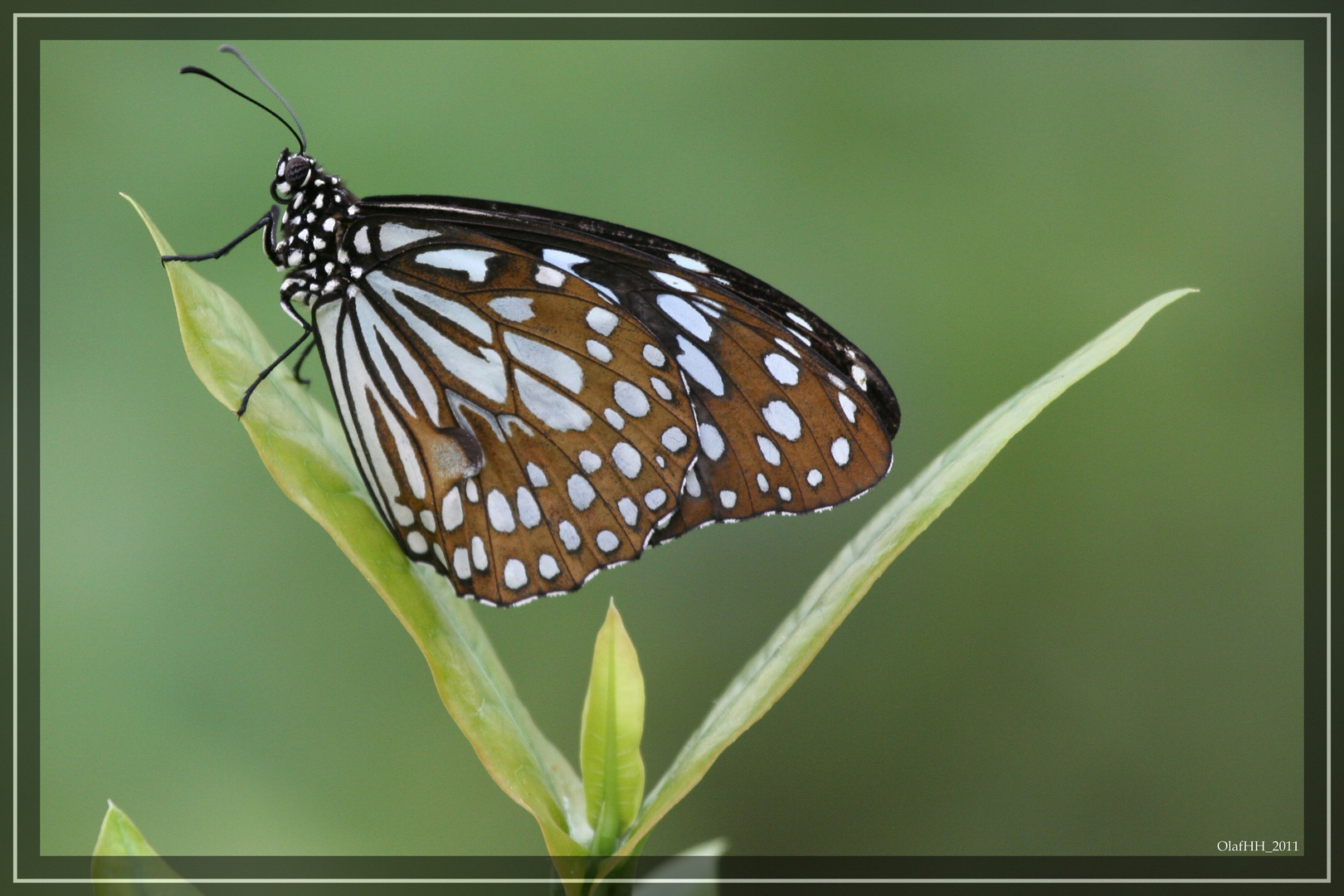 Schmetterling