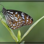 Schmetterling