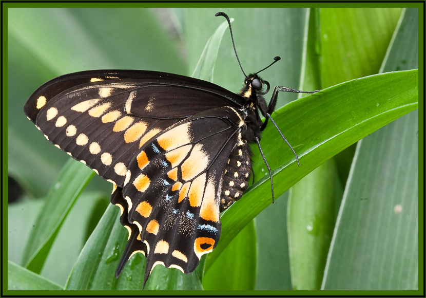 Schmetterling