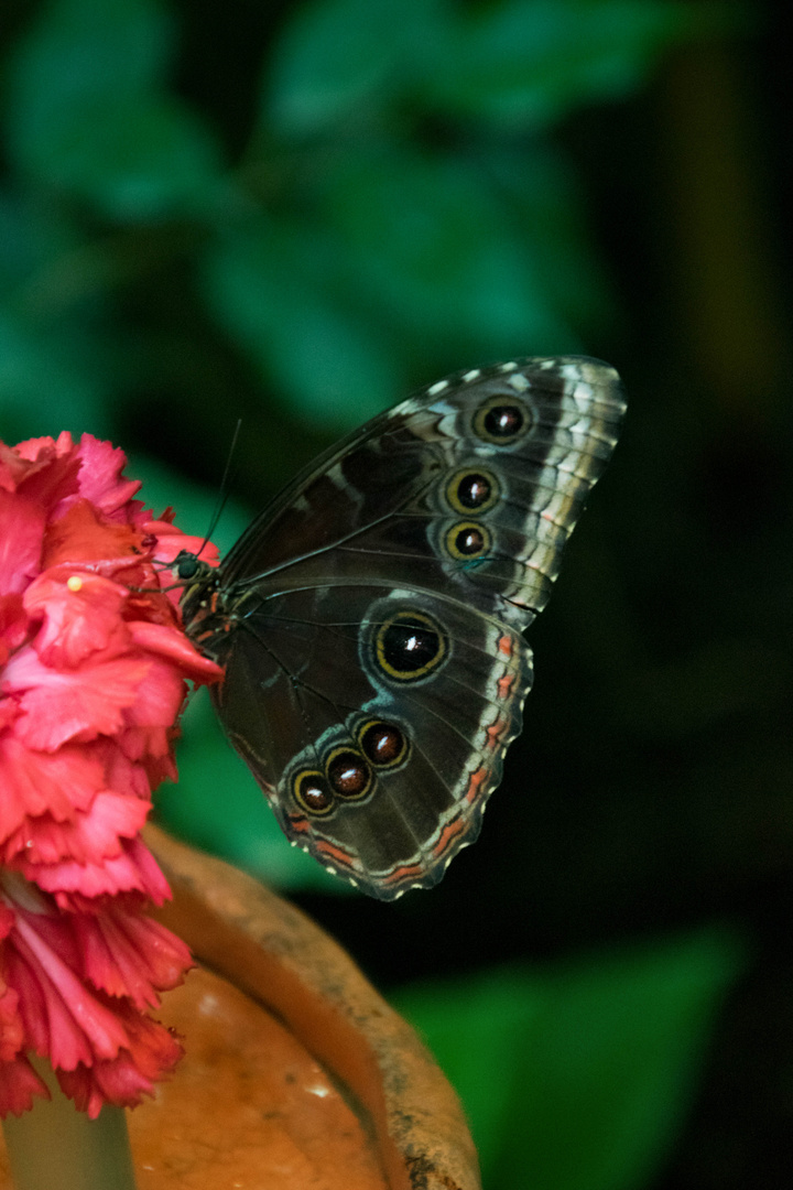 Schmetterling