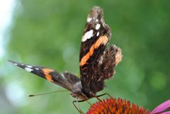 Schmetterling