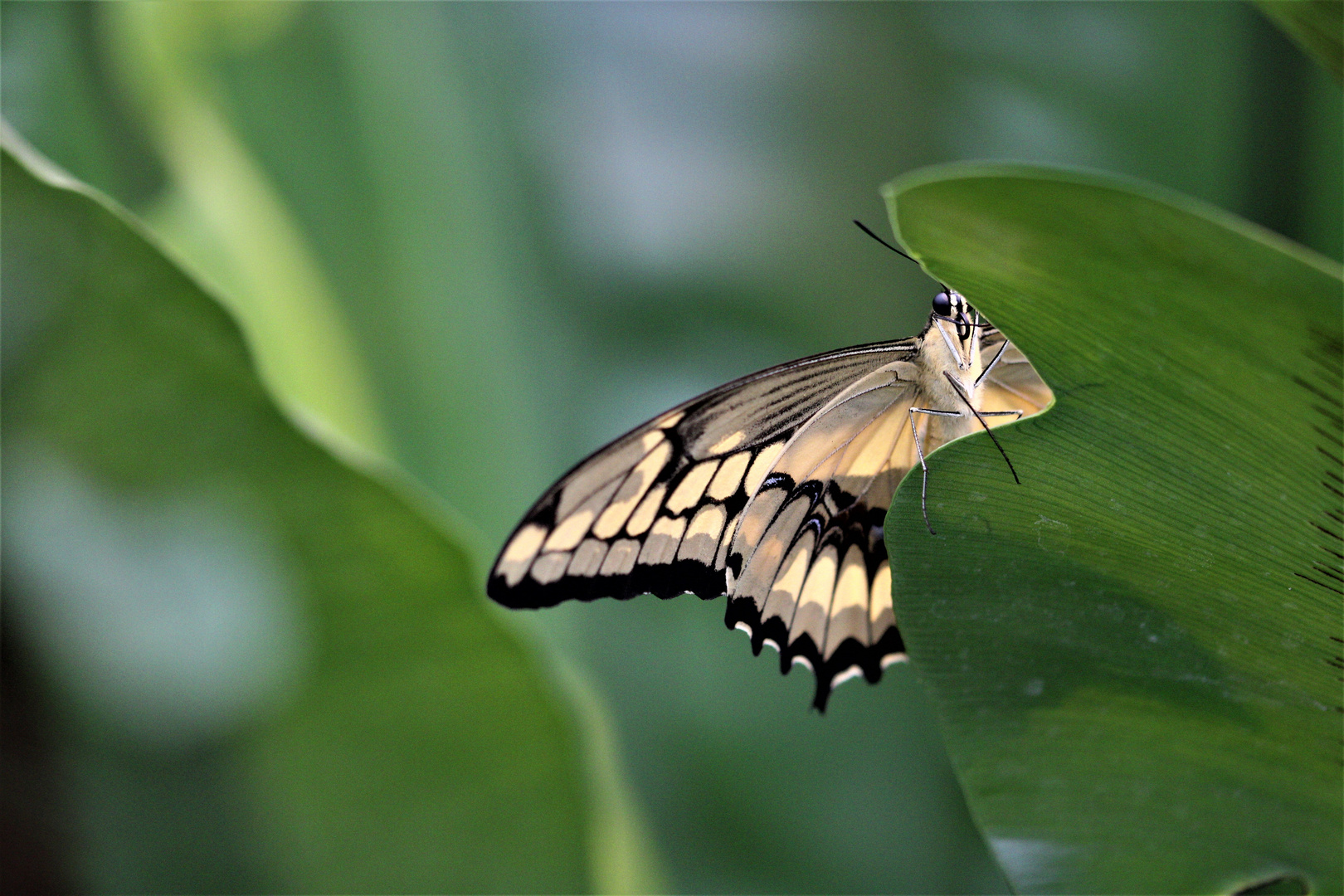 Schmetterling