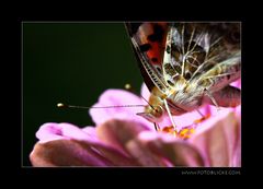 SchmetterLing