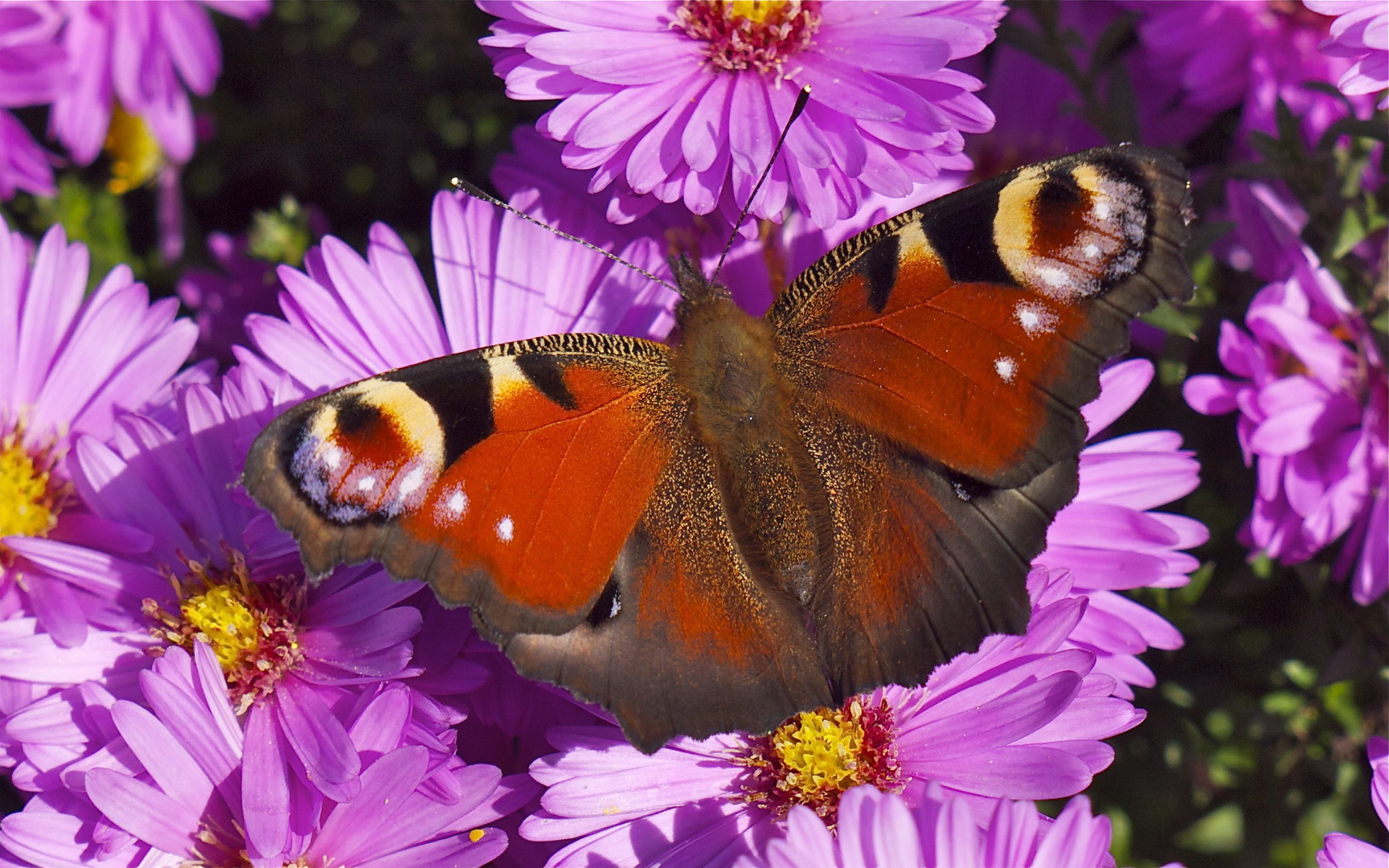 Schmetterling