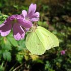 Schmetterling