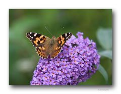 Schmetterling # 3167