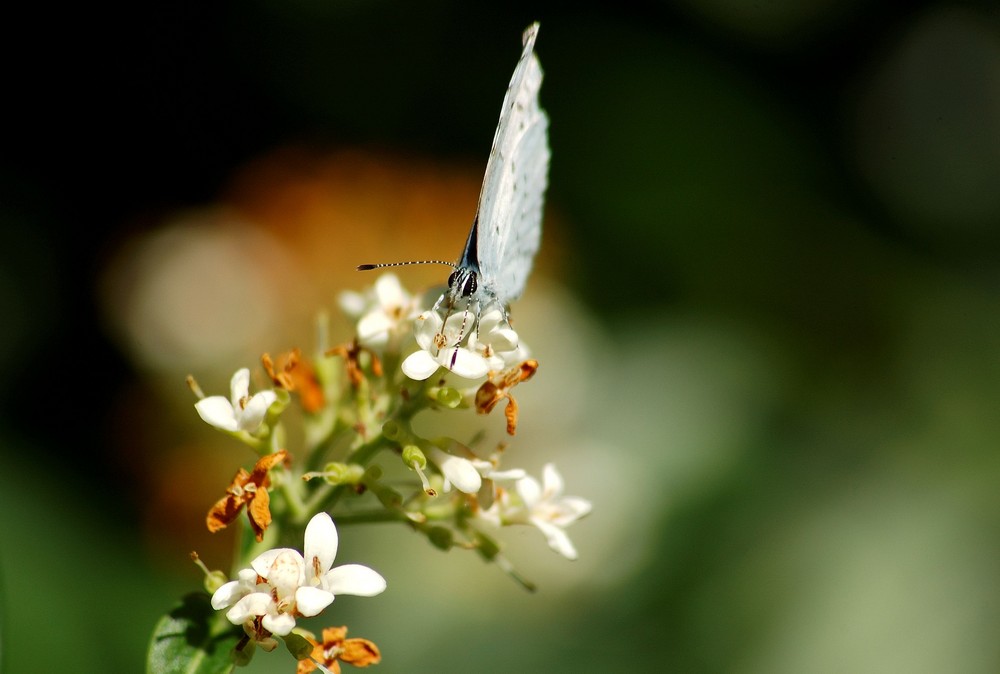 Schmetterling