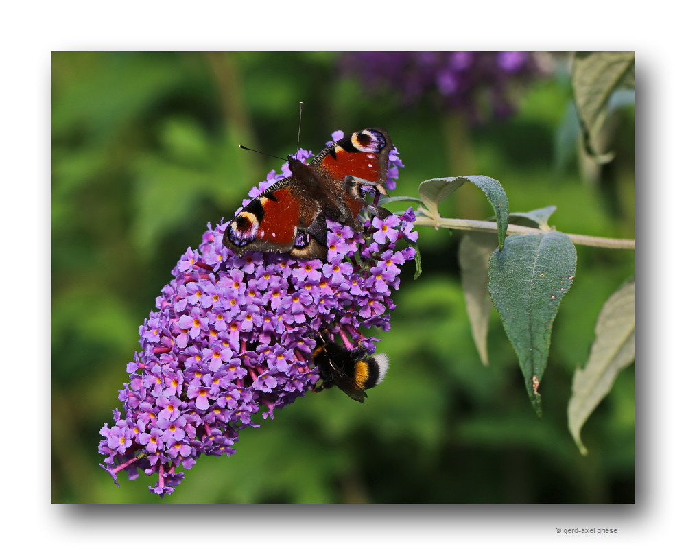 Schmetterling # 3176