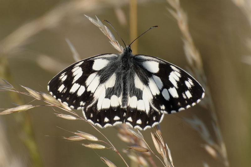 Schmetterling