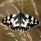 Schmetterling