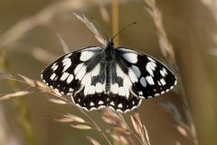 Schmetterling