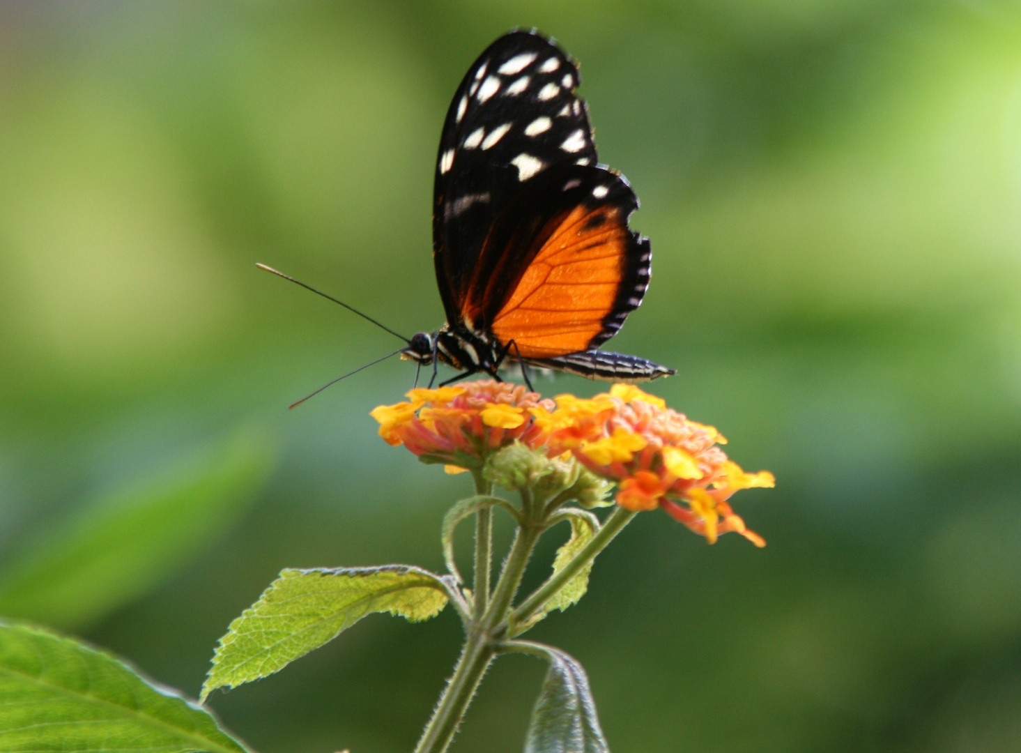 Schmetterling