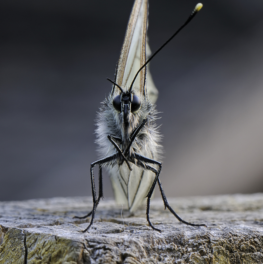 Schmetterling