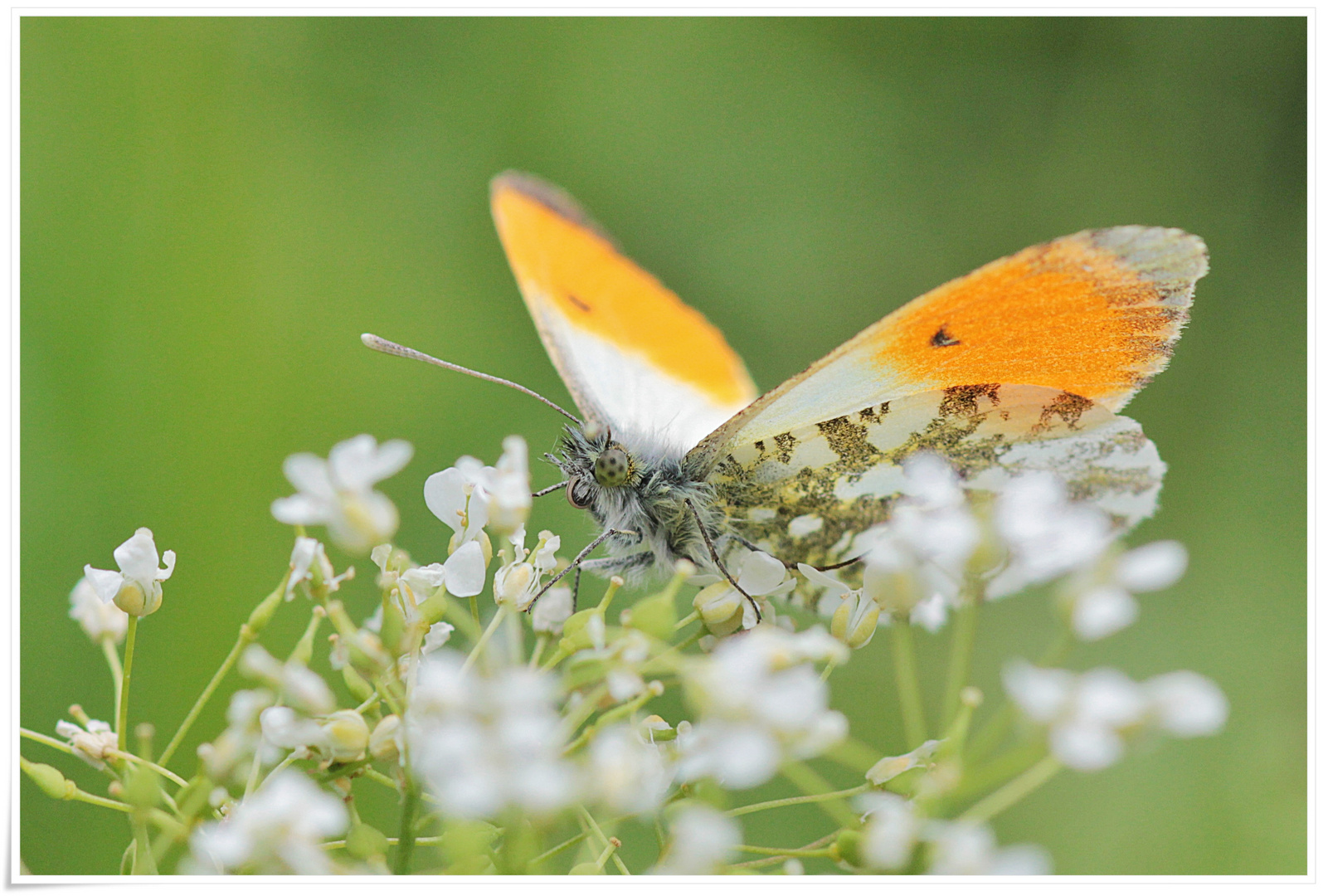 Schmetterling