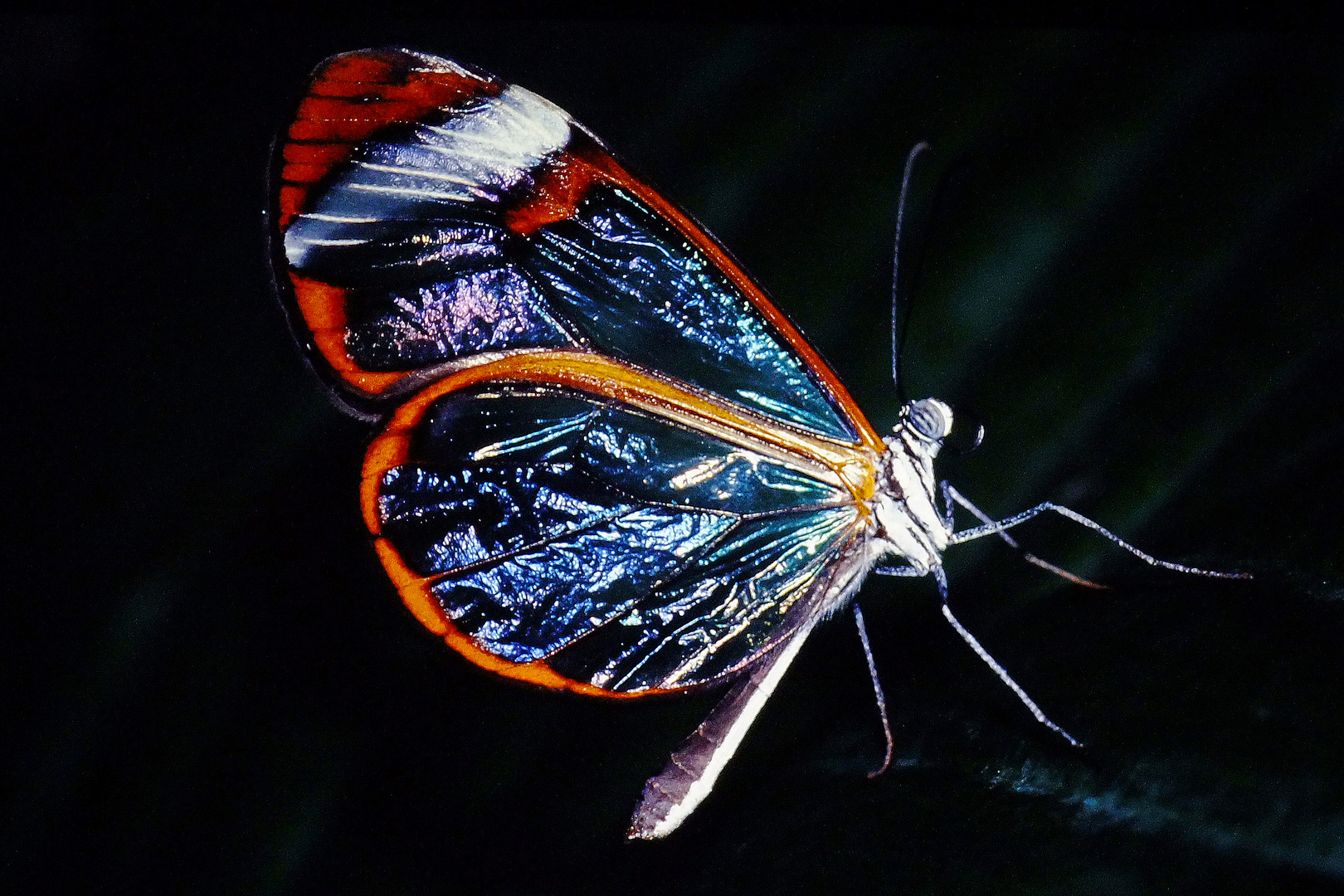 Schmetterling