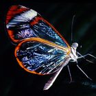 Schmetterling