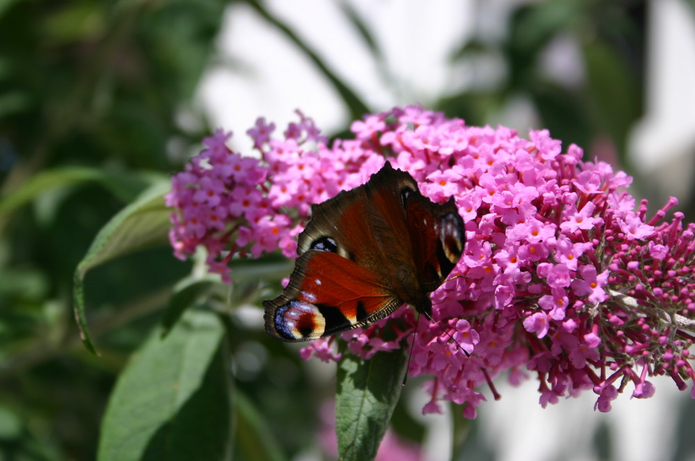 Schmetterling