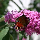 Schmetterling