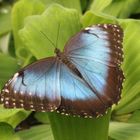 Schmetterling