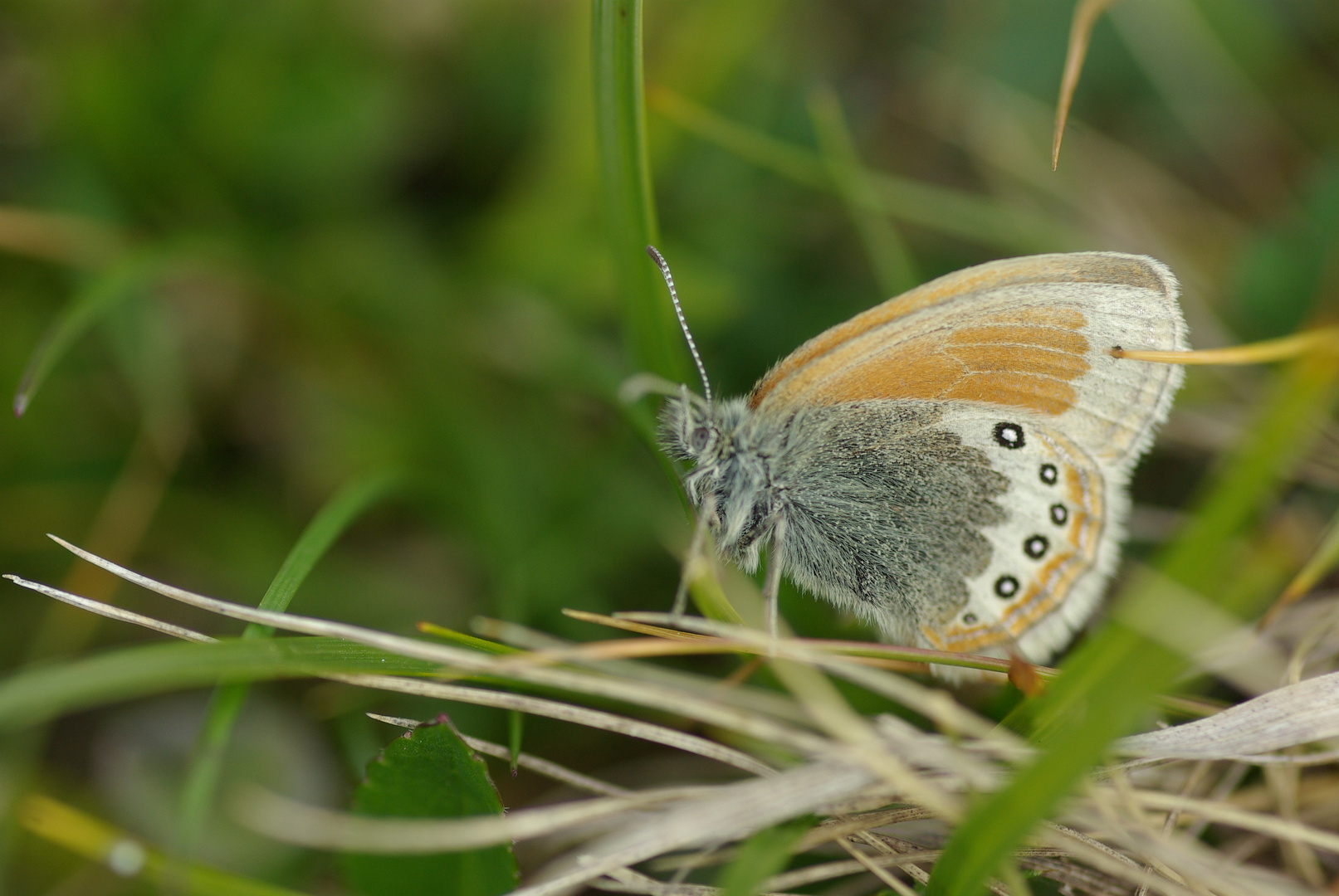 Schmetterling