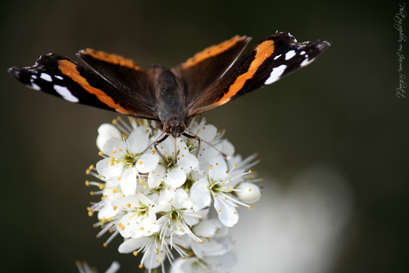 Schmetterling.