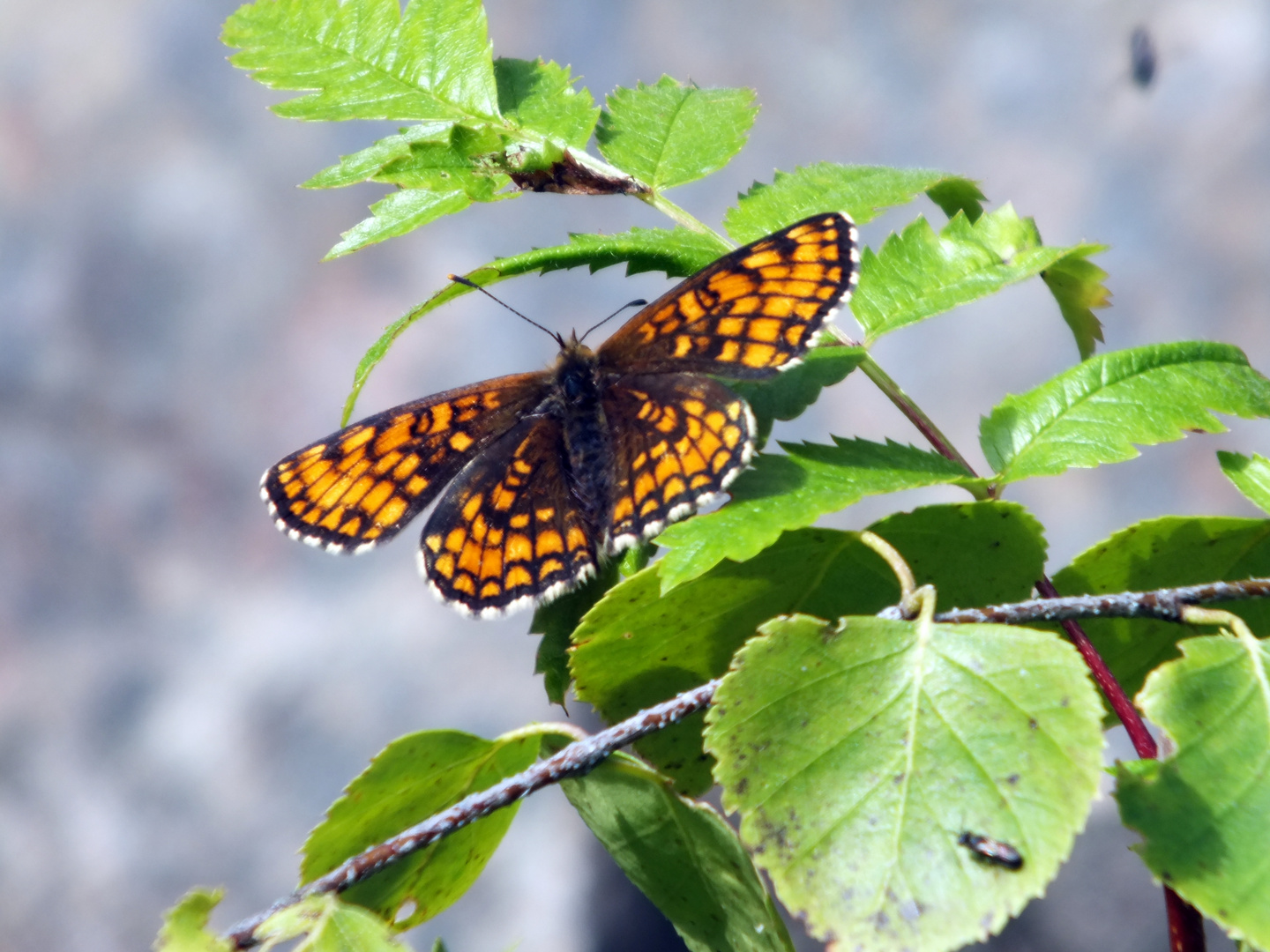 Schmetterling