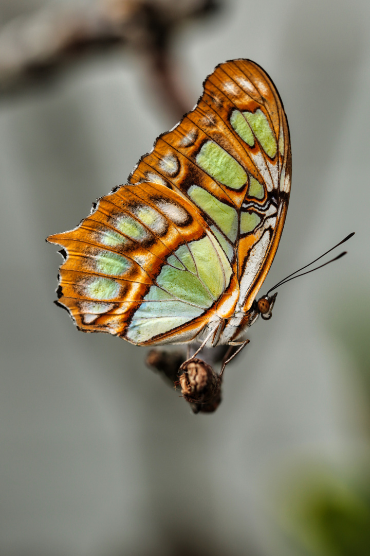 Schmetterling