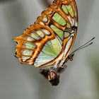 Schmetterling