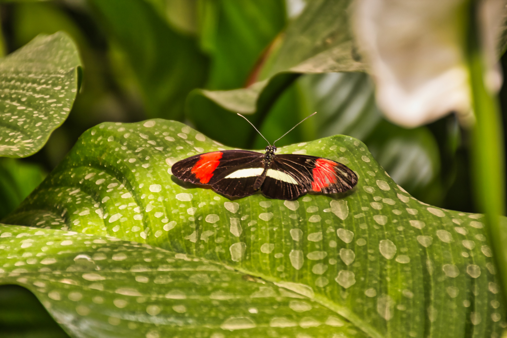 Schmetterling