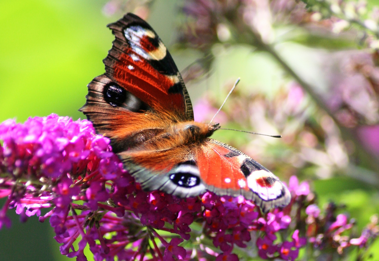 Schmetterling