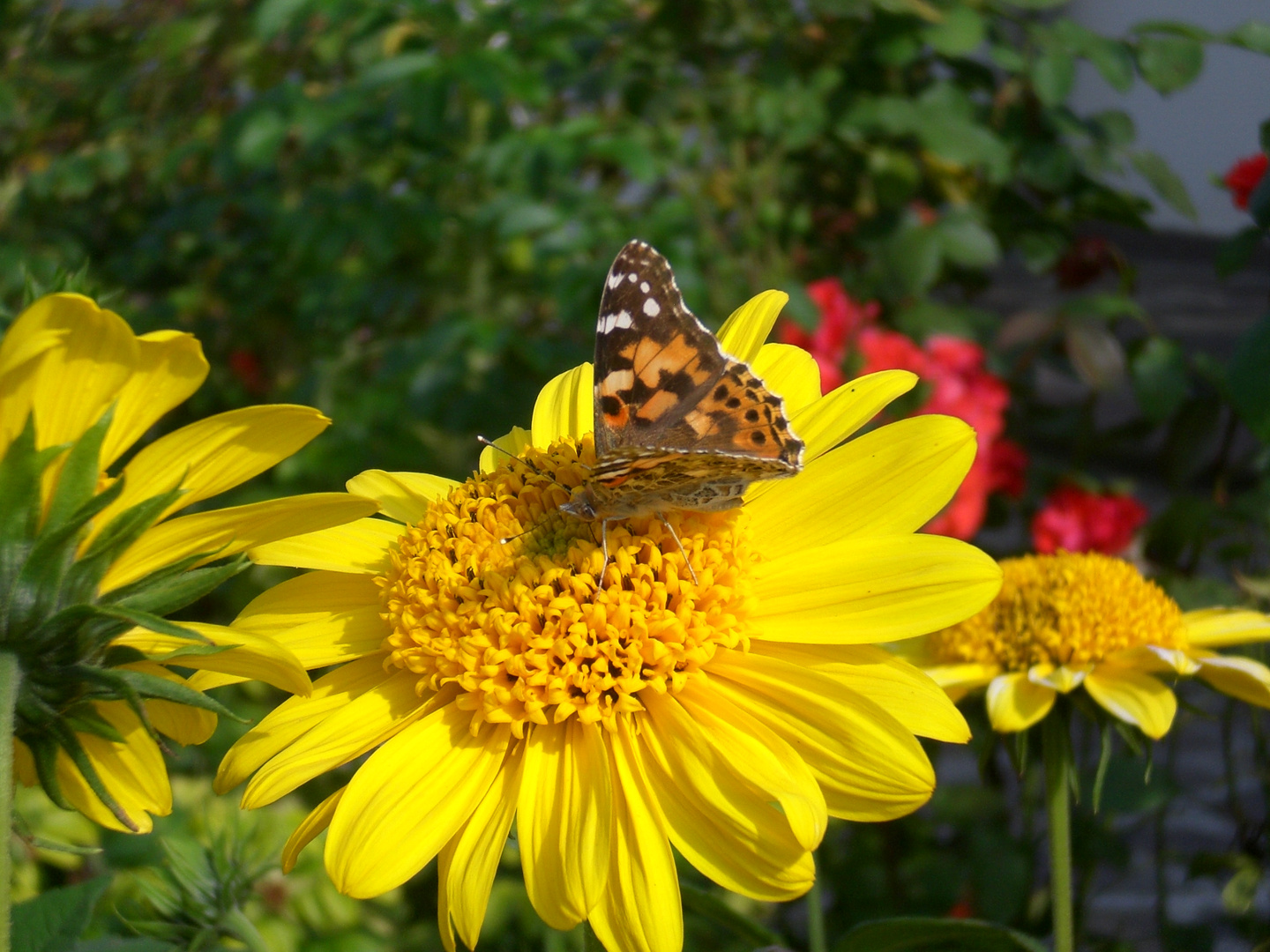 Schmetterling