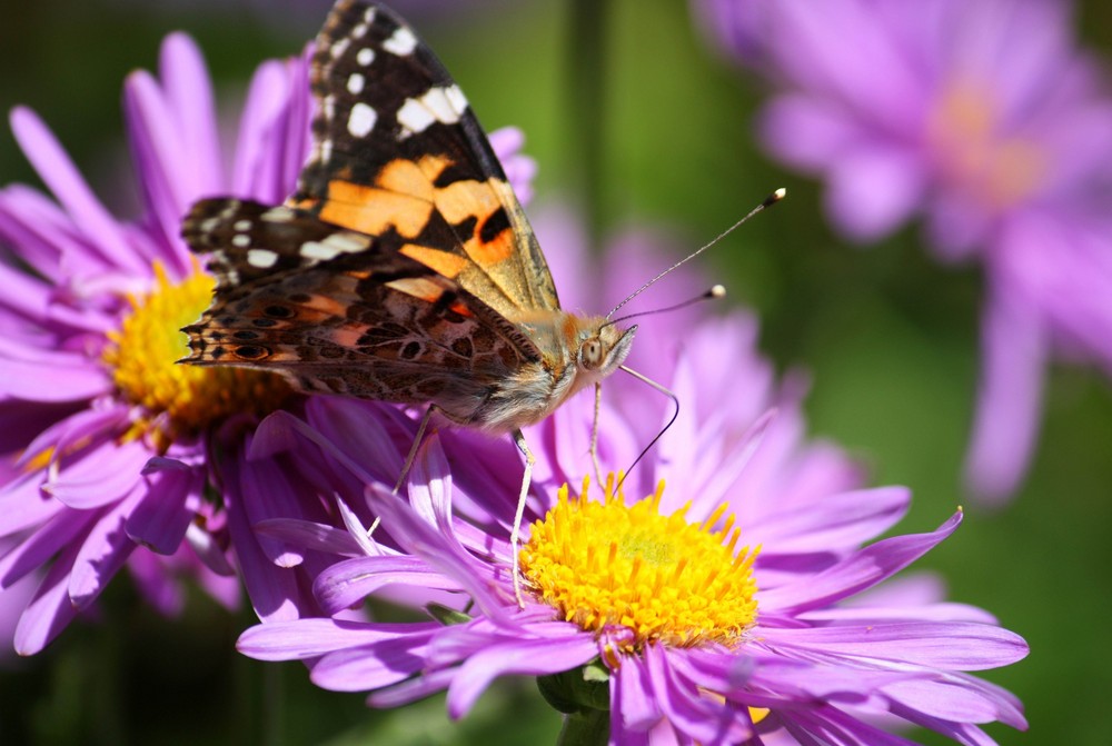 Schmetterling