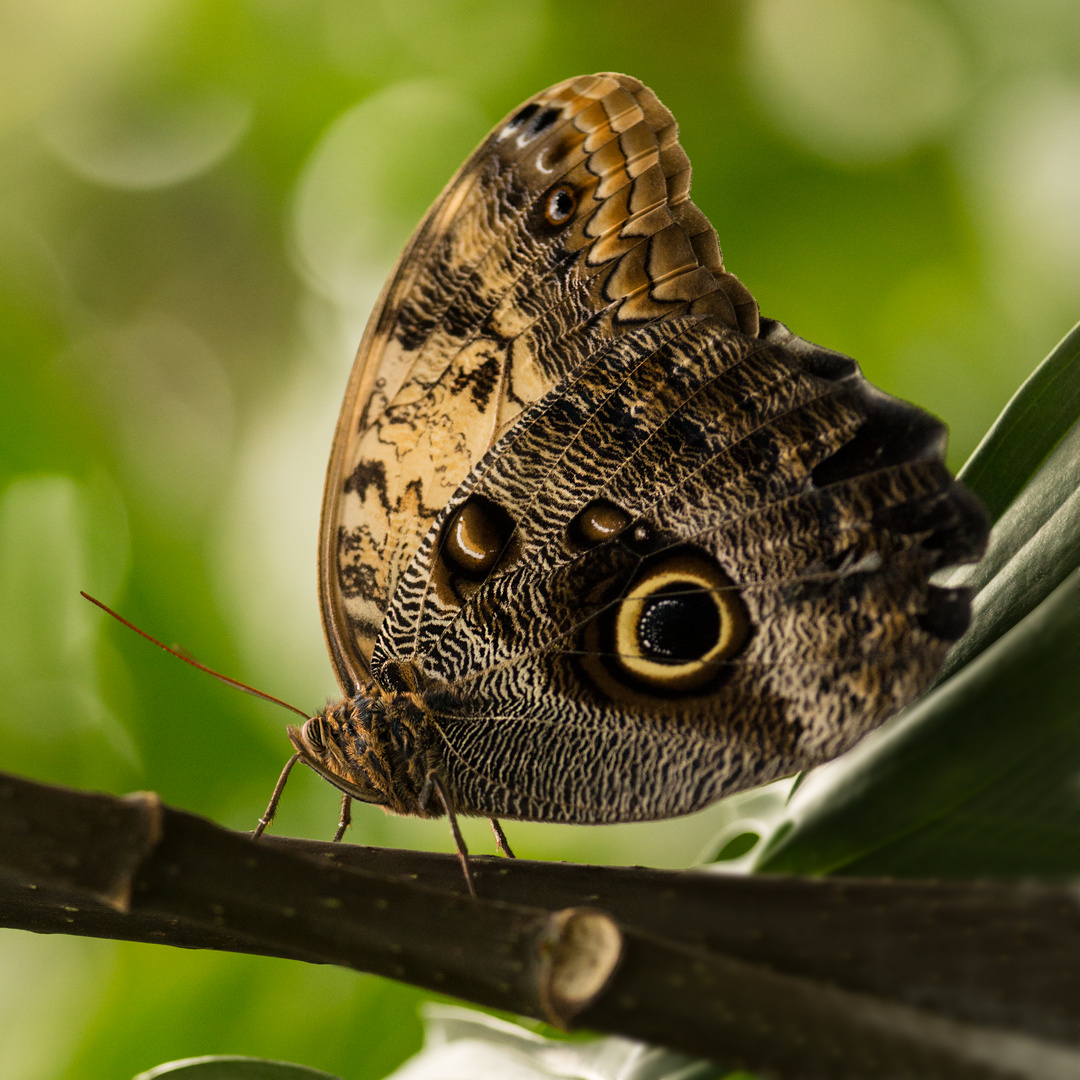 Schmetterling