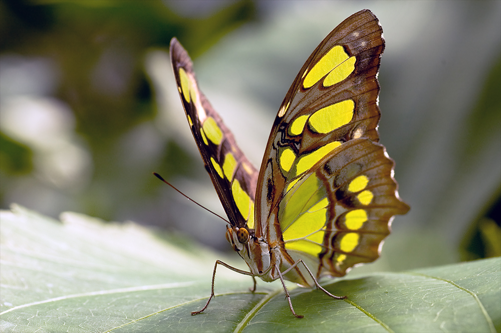 Schmetterling