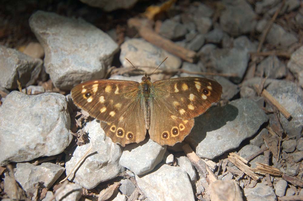 Schmetterling