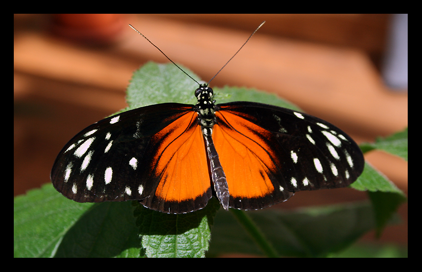 Schmetterling