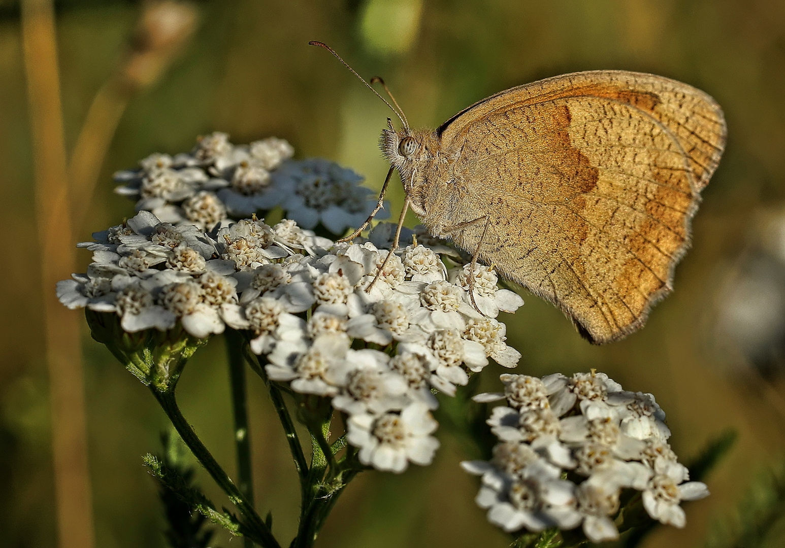 Schmetterling