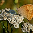 Schmetterling