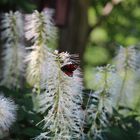 Schmetterling