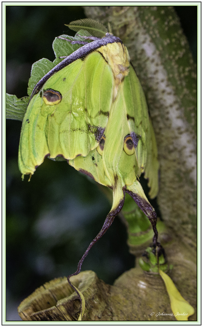 Schmetterling