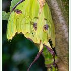 Schmetterling